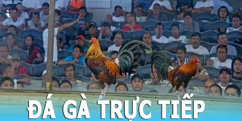 Chọn đá gà trực tiếp FB88 không lo trúng to