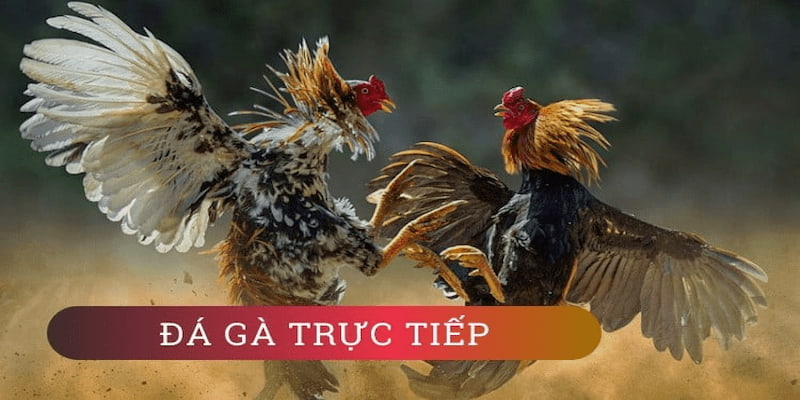 Đá gà trực tiếp an toàn - minh bạch cùng FB88