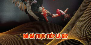 bài viết này về đá gà trực tiếp trên đây hy vọng bạn đã có thêm thông tin hữu ích