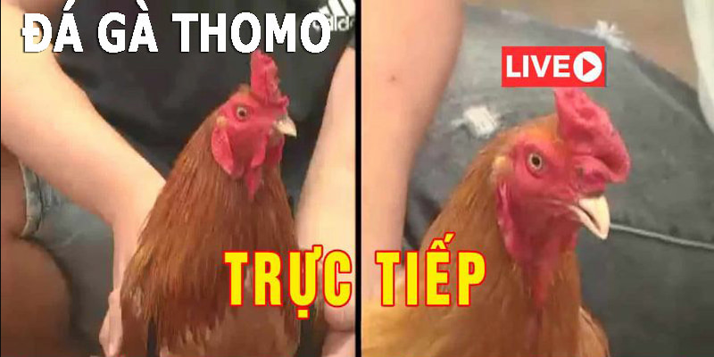Hướng dẫn tìm hiểu về mô hình đá gà trực tiếp