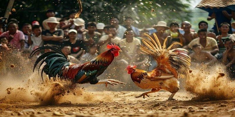 Cách lựa chọn những chiến kê chọi nòi tốt nhất hiện nay