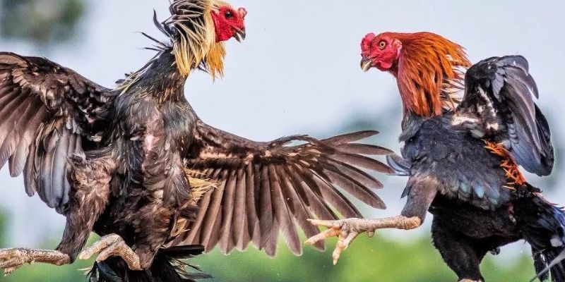 Lý do khiến đấu kê FB88 lại được yêu thích nhiều đến vậy