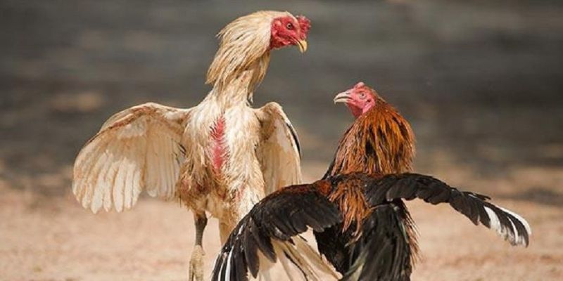 Ưu điểm nổi bật khiến đá gà hồi mã thương được yêu thích